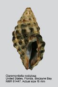 Claremontiella nodulosa